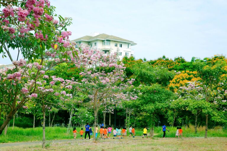 Hoa kèn hồng nở rộ tại Công viên Wonderland Phú Mỹ Hưng