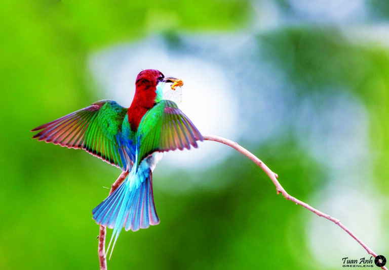 Người ngắm thiên nhiên hoang dã qua Cánh chim đại ngàn